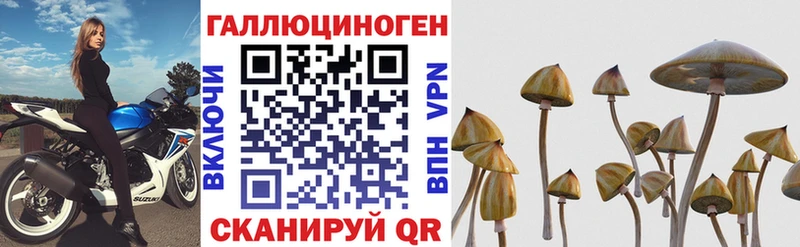 Псилоцибиновые грибы Psilocybe  Дорогобуж 
